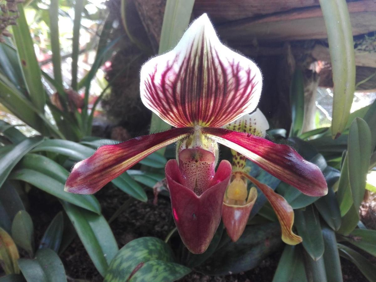 Mi Jardin Encantado Βίλα Εξωτερικό φωτογραφία