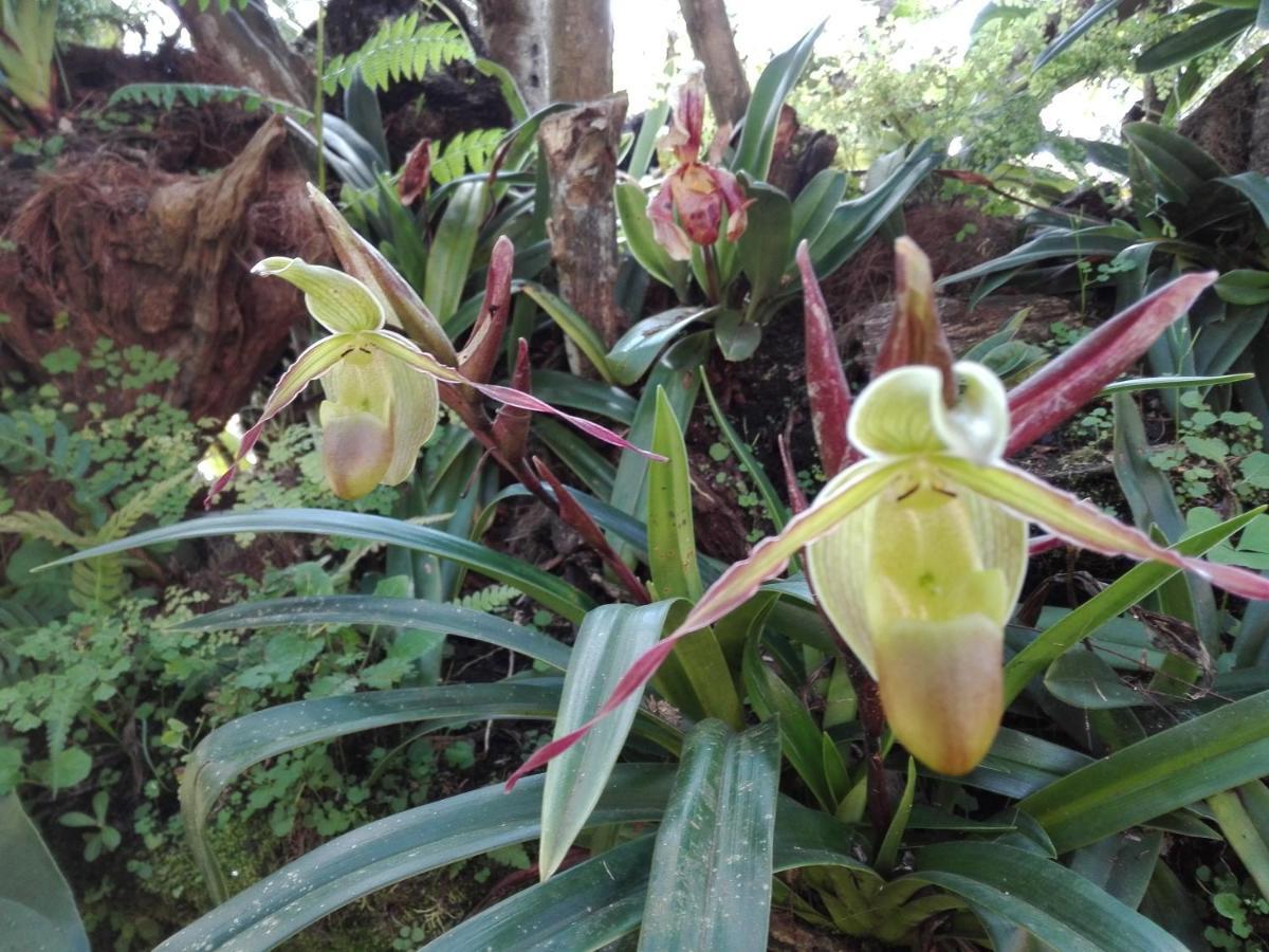 Mi Jardin Encantado Βίλα Εξωτερικό φωτογραφία