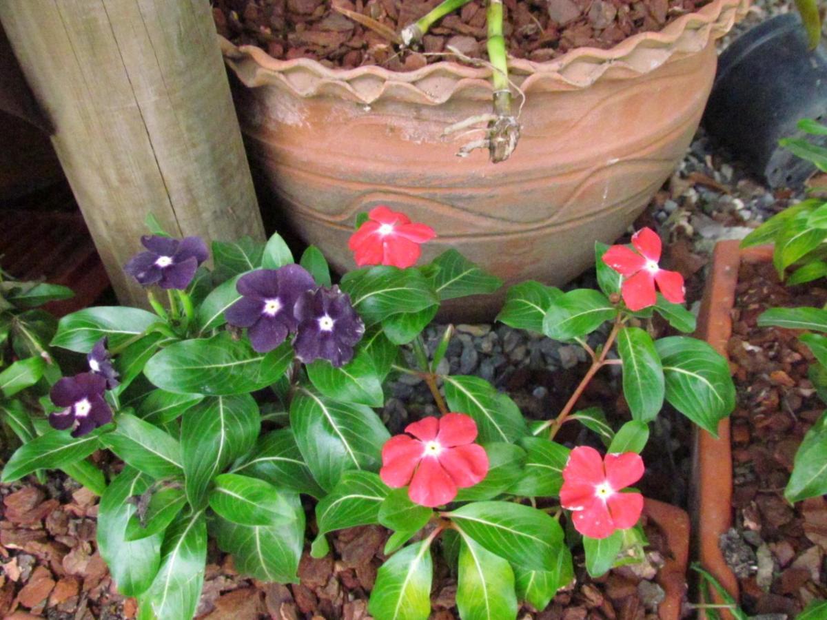 Mi Jardin Encantado Βίλα Εξωτερικό φωτογραφία