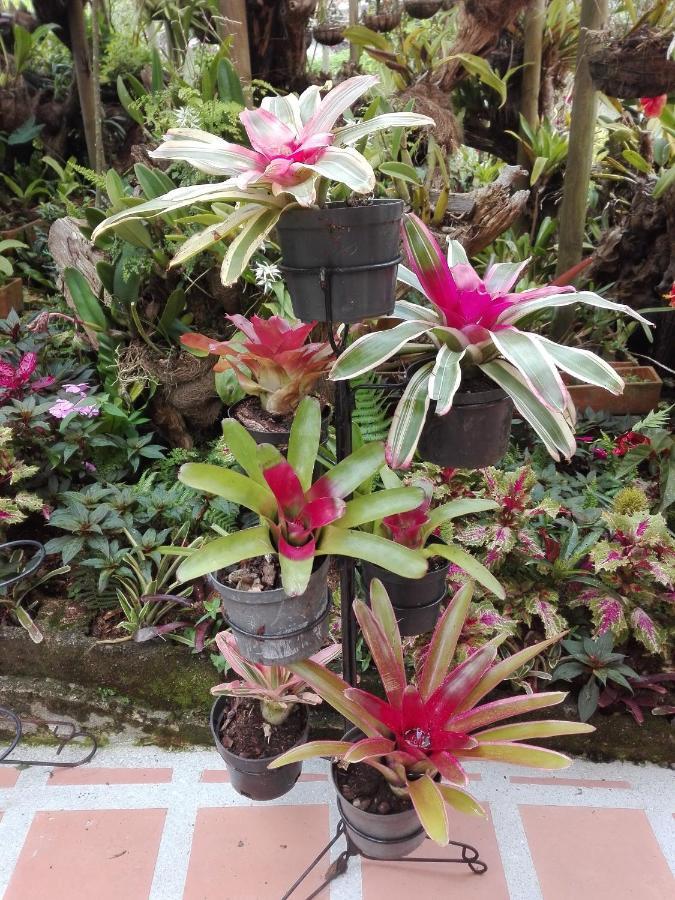 Mi Jardin Encantado Βίλα Εξωτερικό φωτογραφία