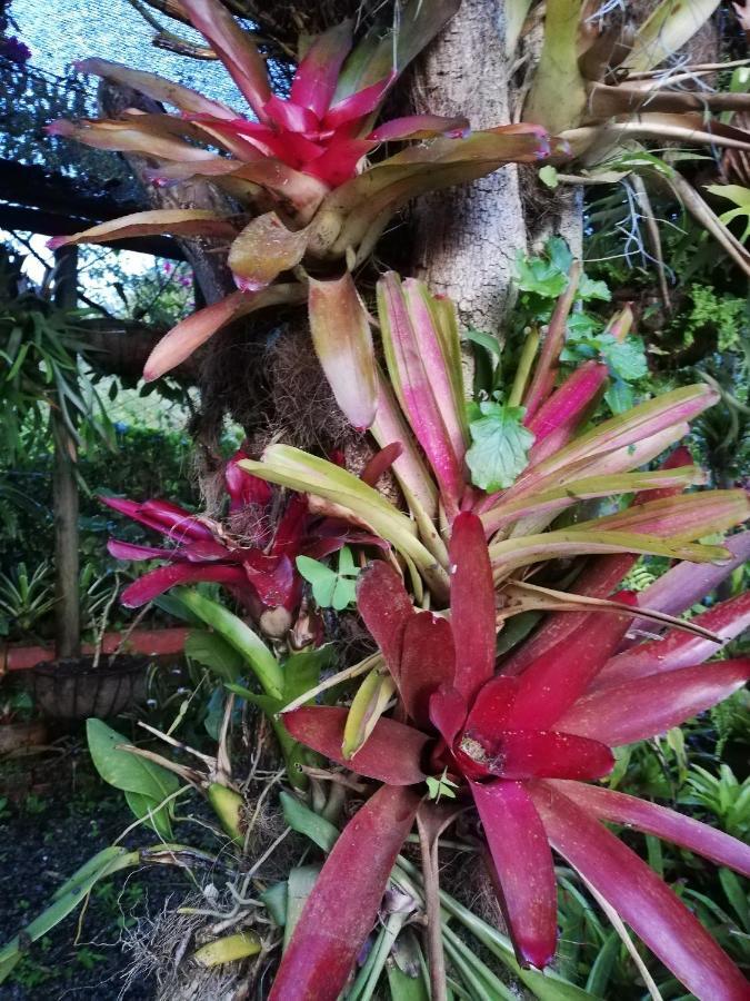 Mi Jardin Encantado Βίλα Εξωτερικό φωτογραφία