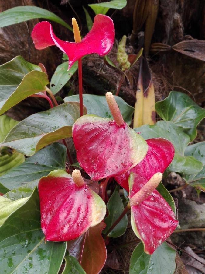 Mi Jardin Encantado Βίλα Εξωτερικό φωτογραφία